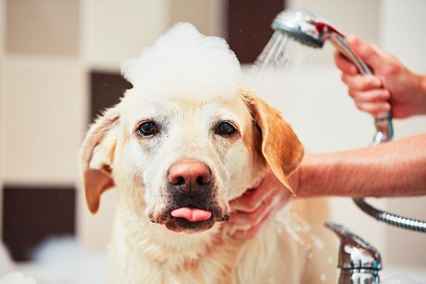 Dog grooming diploma online course for one - £19. 00