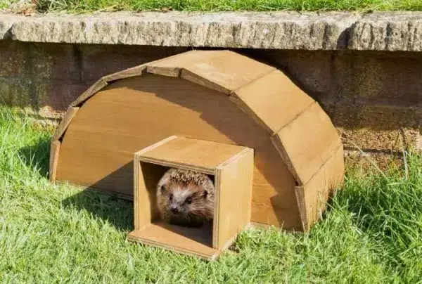 Handmade wooden hedgehog house