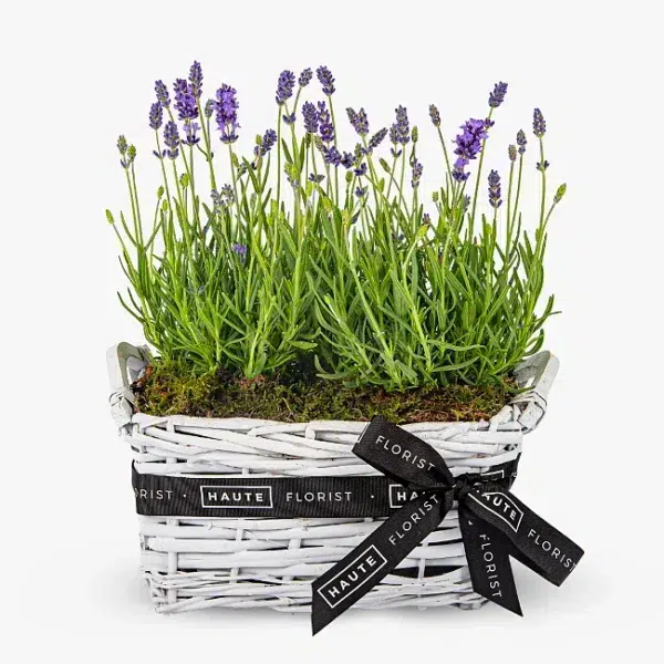 Lavender Basket - Next Day By Post