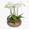 Opulence Gold Orchid - Next Day By Post