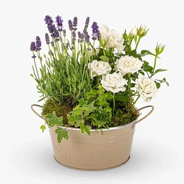 Lavender & Rose Planter - Next Day By Post
