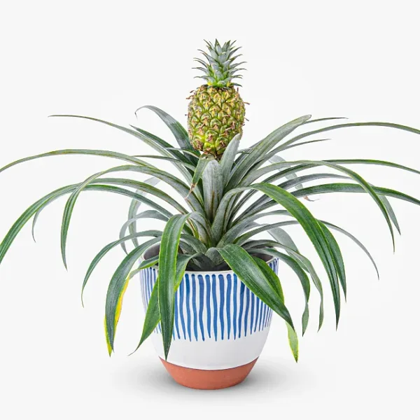 Pineapple Plant - Next Day By Post