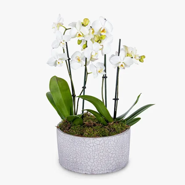 Luxury Orchids - Next Day By Post