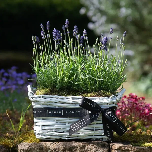 Lavender Basket - Next Day By Post