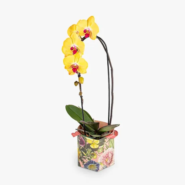 Yellow Orchid Plant - Next Day By Post