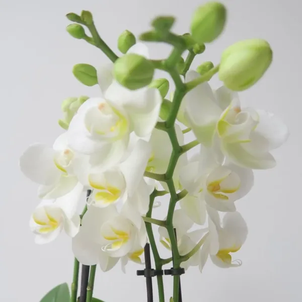 Opulence gold orchid - next day by post