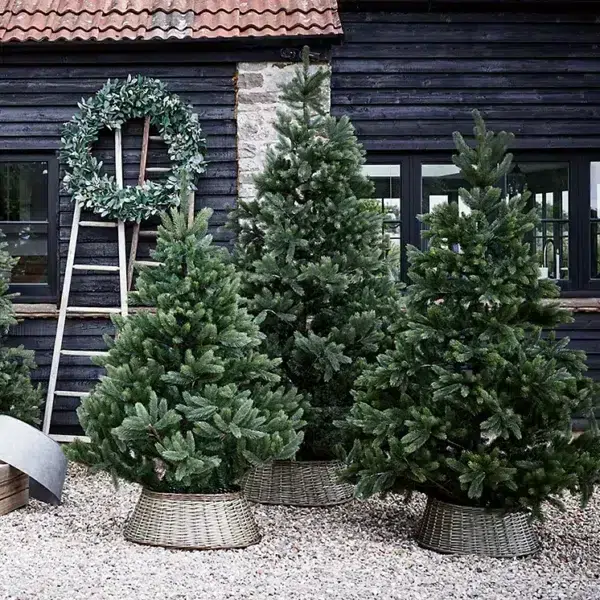 Symons nordmann fir christmas tree - 7. 5ft