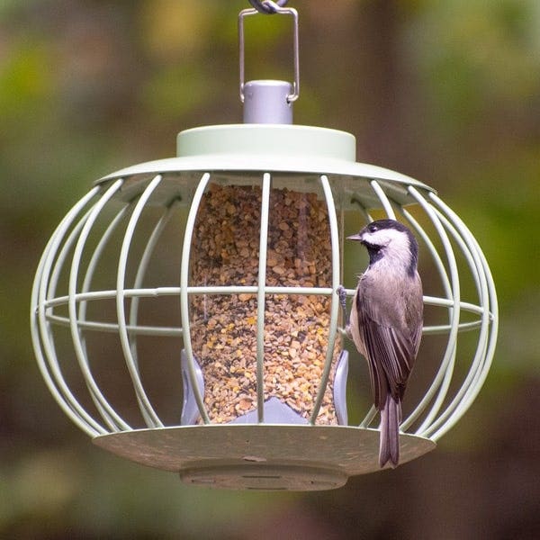 The Nuttery Chinese Lantern Squirrel Proof Seed Feeder