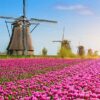 European River Cities with Dutch Tulips