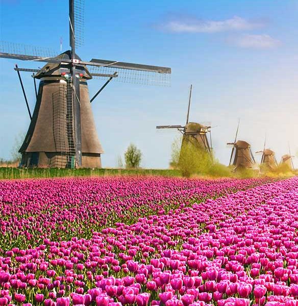European River Cities with Dutch Tulips