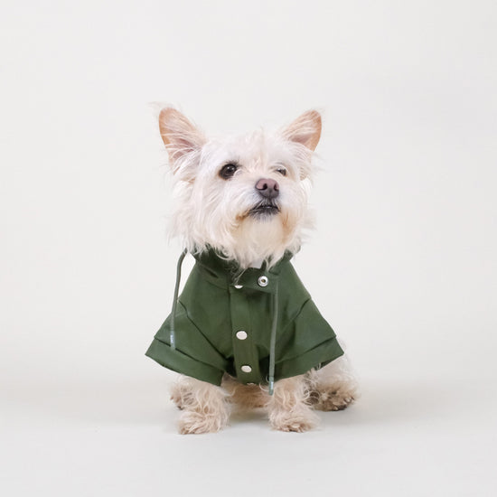 Green Dog Raincoat
