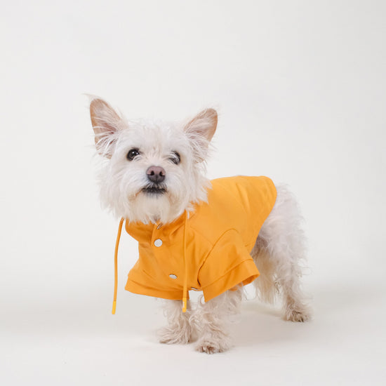 Orange Dog Raincoat