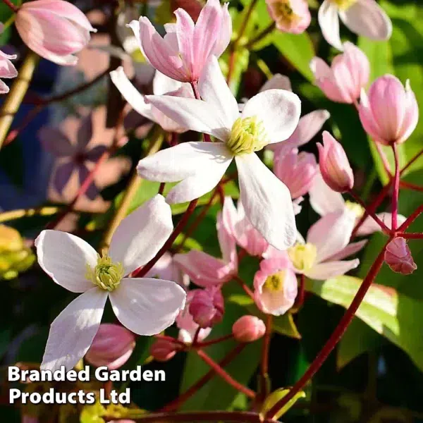 Clematis Armandii Apple Blossom 2 Litre Potted Plant