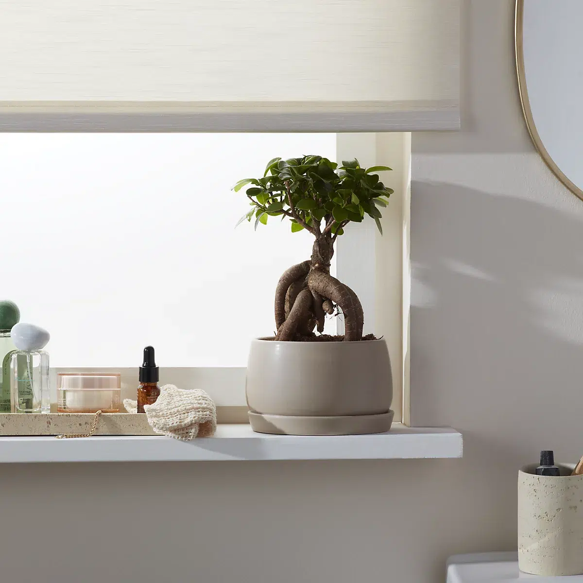 Verve ficus ginseng bonsai in ceramic decorative pot - 15cm Verve ficus ginseng bonsai in ceramic decorative pot - 15cm