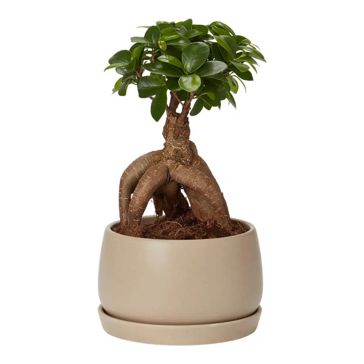 Verve ficus ginseng bonsai in ceramic decorative pot - 15cm Verve ficus ginseng bonsai in ceramic decorative pot - 15cm - image 2