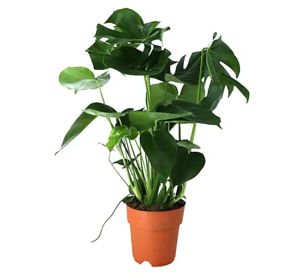 Verve monstera in plastic grow pot - 19cm