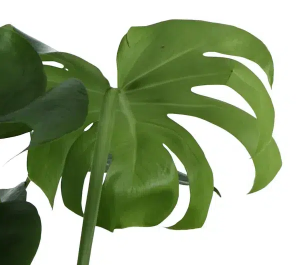 Verve monstera in plastic grow pot - 19cm - image 2