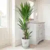Yucca Elephantipes House Plant with 3 Stems - 1.2m Tall in 24cm Pot